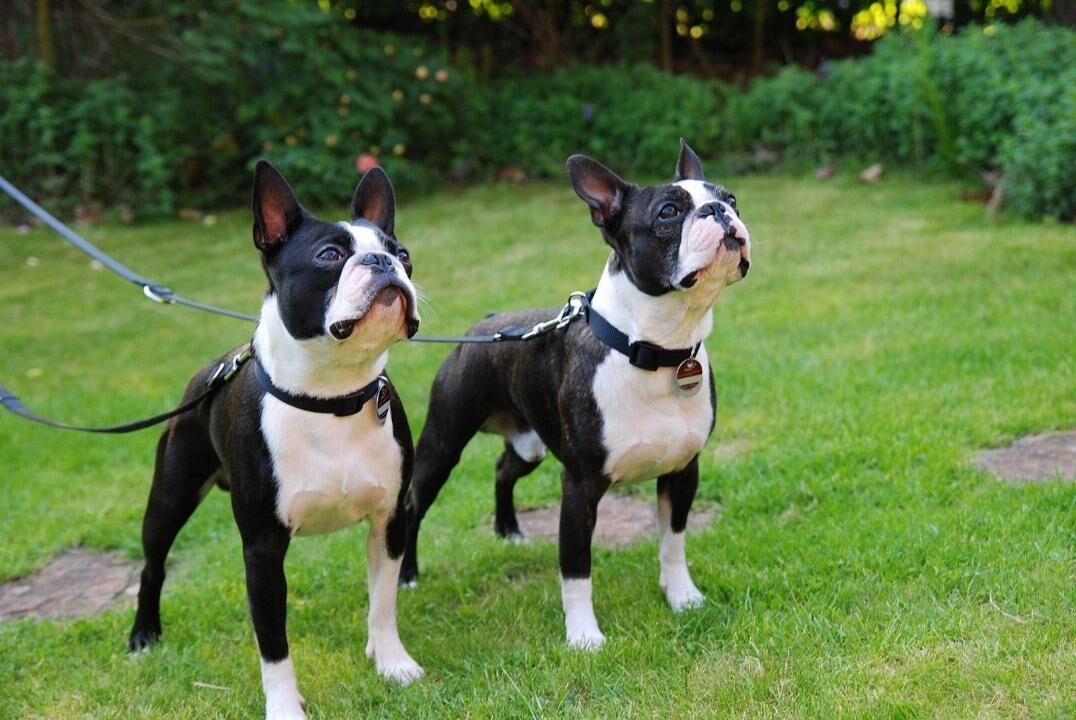 #9. Boston terrier